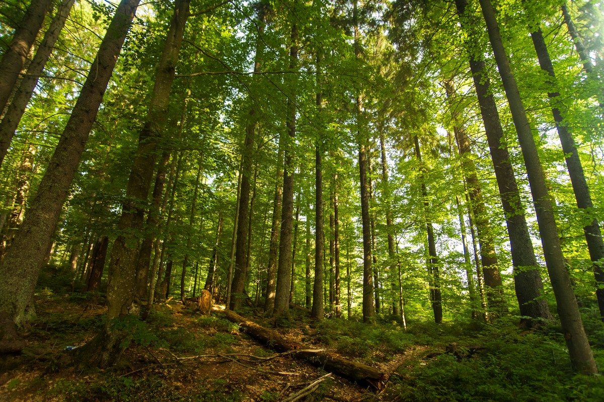 Beautiful pine trees on mountains